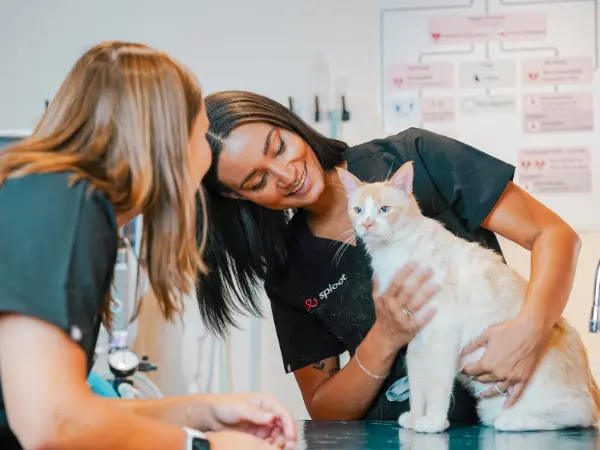 Picture of Feline Leukemia Virus (FeLV) in Cats: Vaccine, Signs, & More